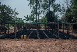 Kijani Forestry Nursery